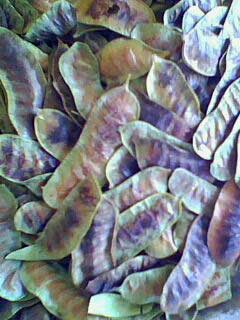 Manufacturers Exporters and Wholesale Suppliers of Senna Pods hyderabad Andhra Pradesh